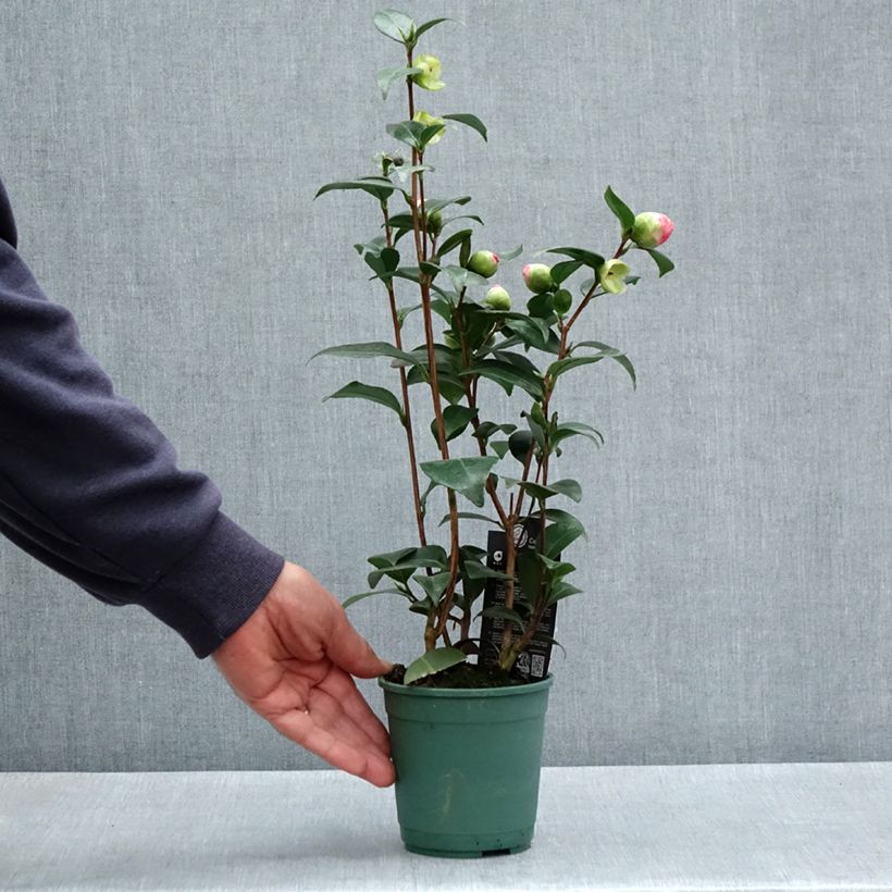 Camellia Nuccio's Pearl Vaso da Ø 12 cm / 13 cm esemplare consegnato in primavera