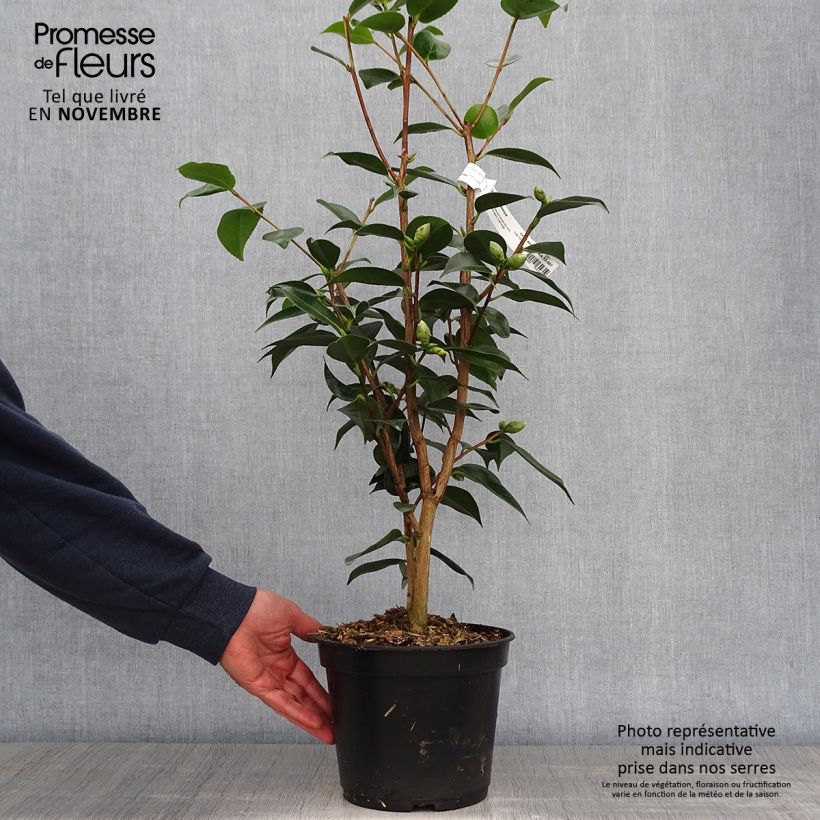 Esemplare di Camellia Royal Velvet Vaso da 4L/5L come consegnato in autunno
