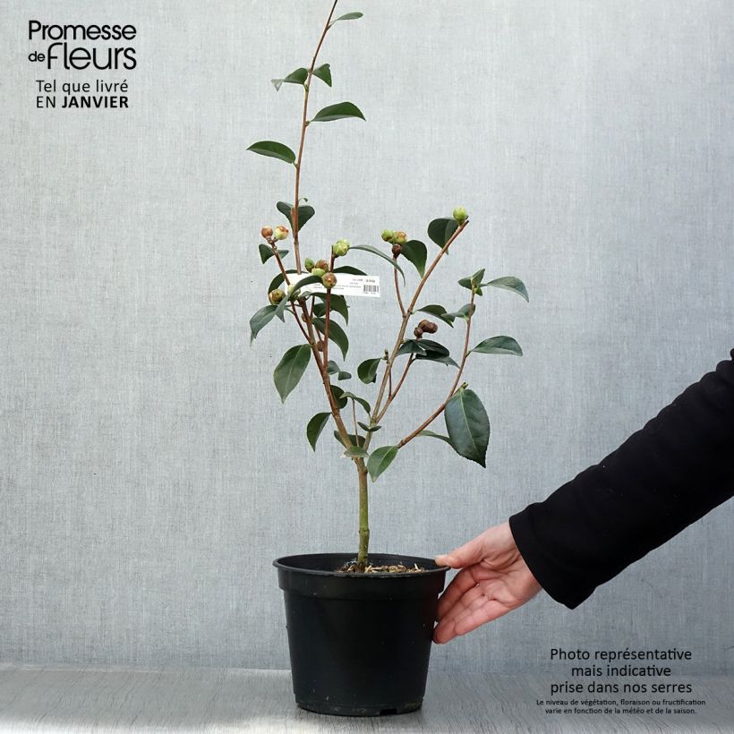 Camellia williamsonii Spring Daze Vaso da 4L/5L esemplare consegnato in inverno