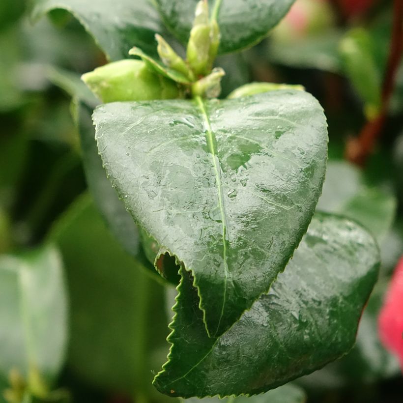 Camellia japonica Comte de Gomer (Fogliame)