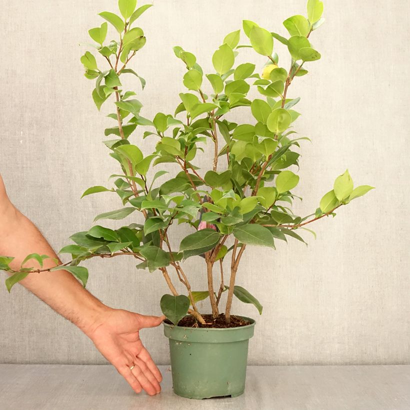 Esemplare di Camellia japonica Comte de Gomer Vaso da 2L/3L consegnato in estate