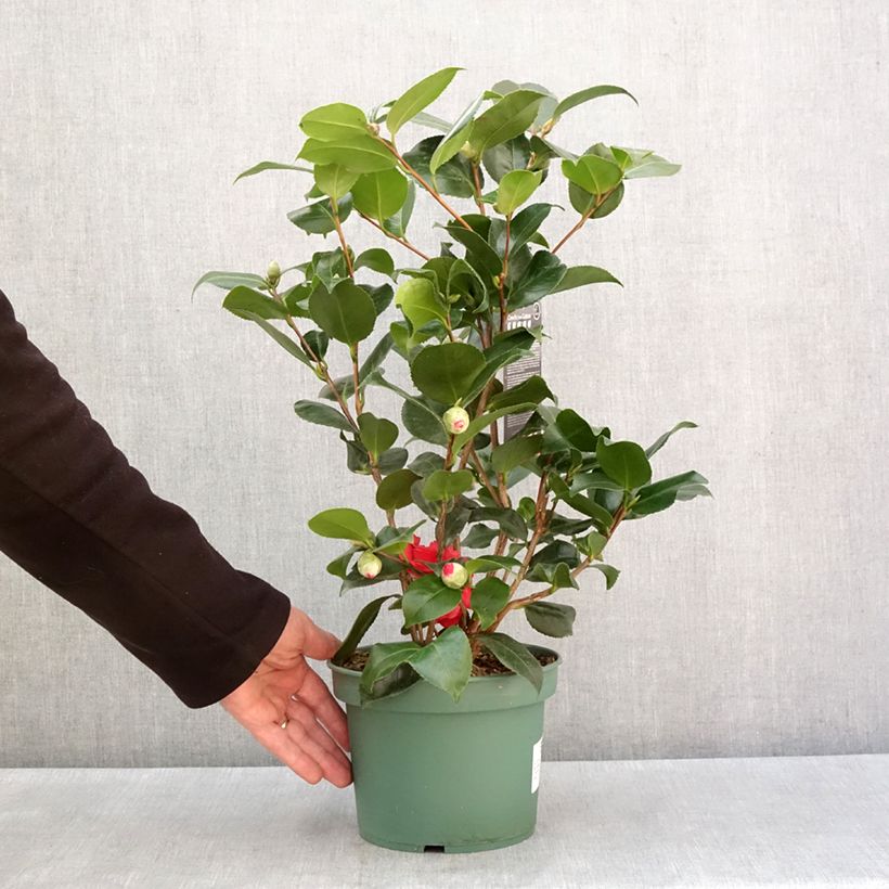 Camellia japonica Comte de Gomer Vaso da 2L/3L esemplare consegnato in inverno