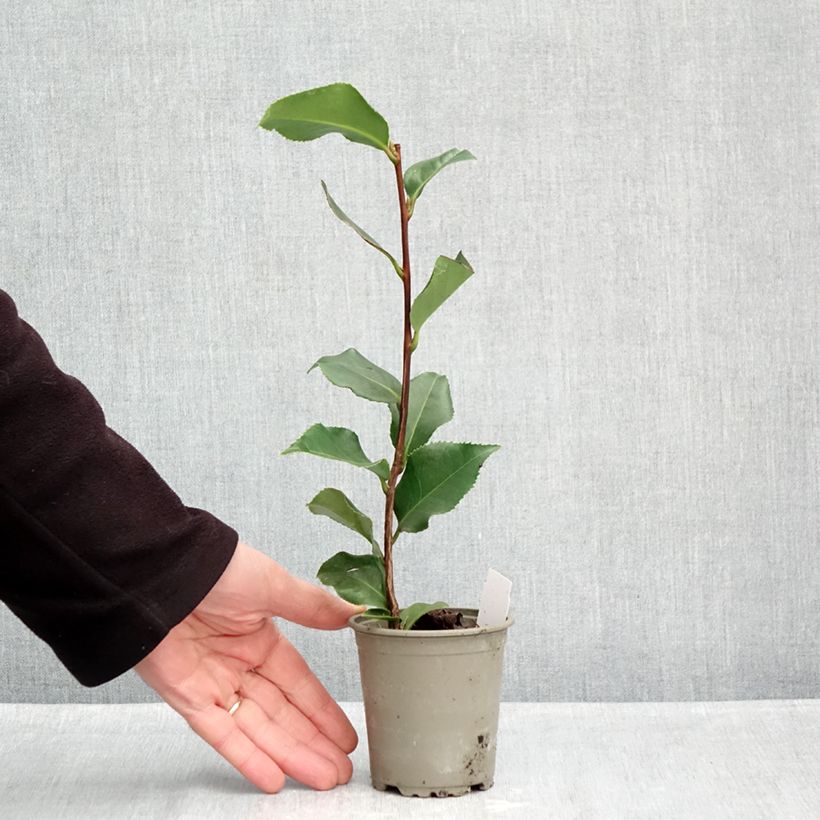 Esemplare di Camellia japonica Coquetti Vasetto da 8/9 cm come consegnato in autunno