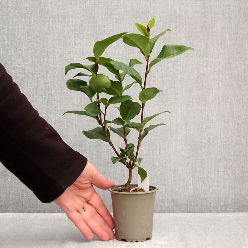 Camellia japonica Coquetti Vasetto da 8/9 cm esemplare consegnato in inverno