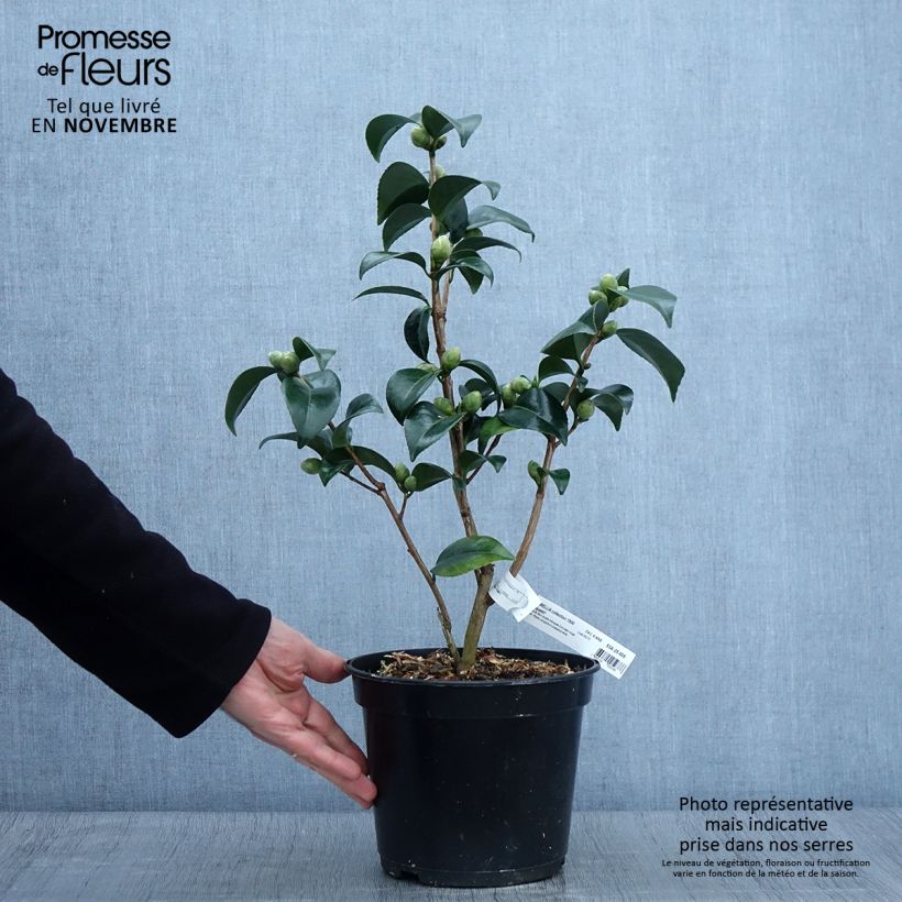 Esemplare di Camellia japonica Coquetti Vaso da 4L/5L come consegnato in autunno