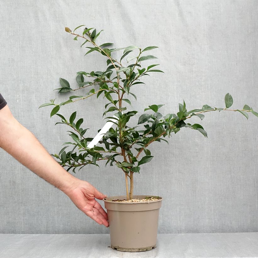 Esemplare di Camellia sasanqua Early Pearly Vaso da 4L/5L consegnato in estate