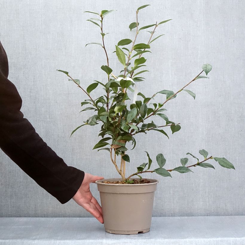 Camellia sasanqua Early Pearly Vaso da 4L/5L esemplare consegnato in primavera