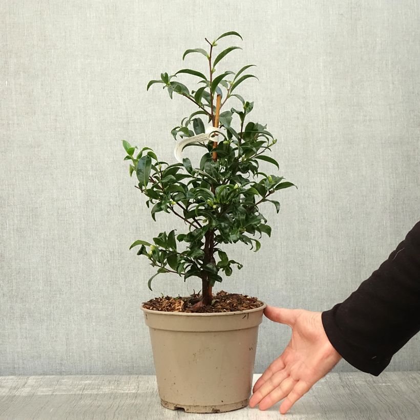 Esemplare di Camellia sasanqua Frosted Star Vaso da 4L/5L come consegnato in autunno