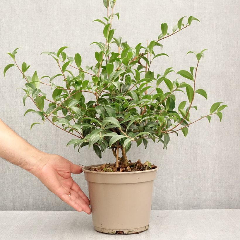 Esemplare di Camellia sasanqua Frosted Star Vaso da 4L/5L consegnato in estate