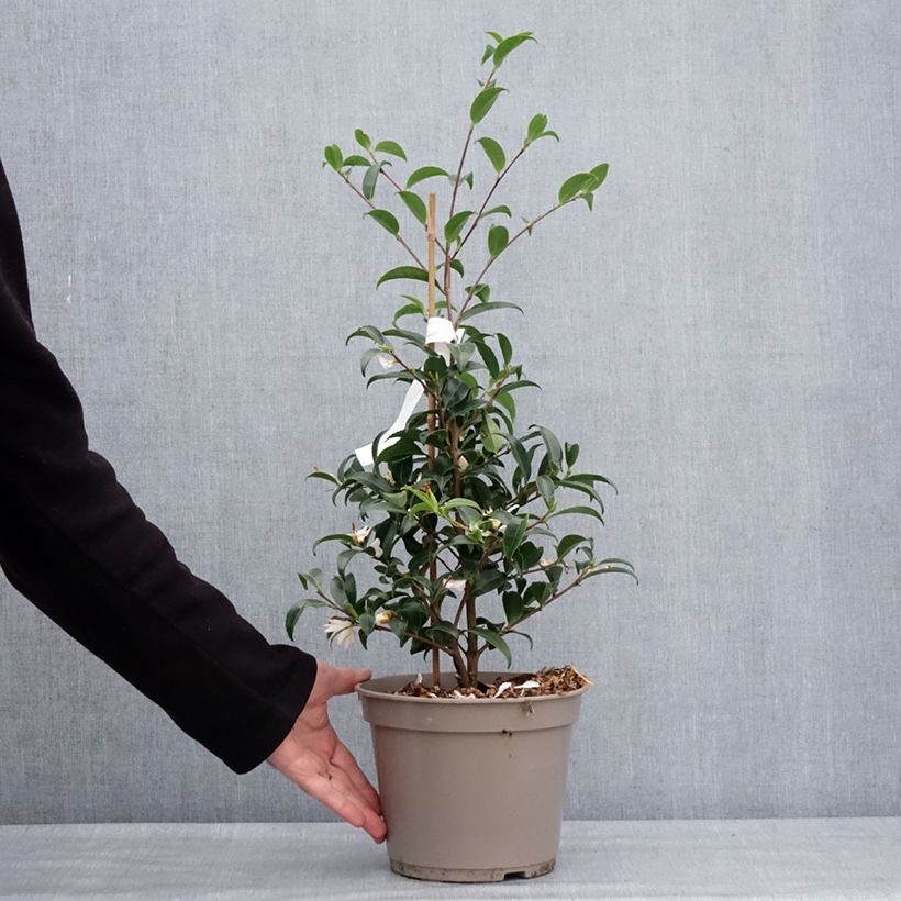 Camellia sasanqua Frosted Star Vaso da 4L/5L esemplare consegnato in inverno