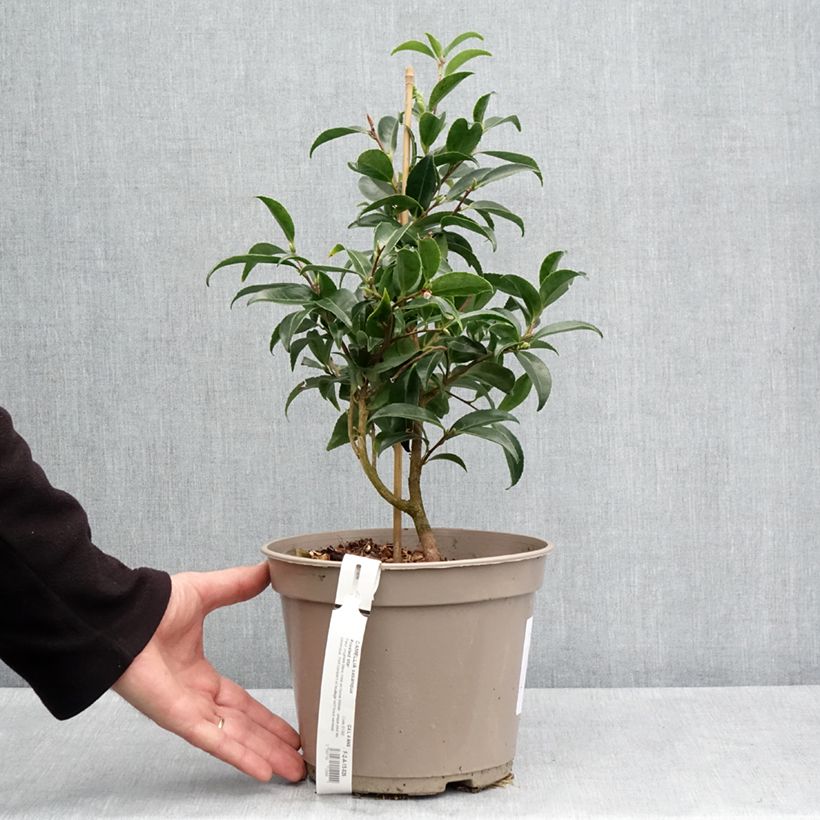 Camellia sasanqua Frosted Star Vaso da 4L/5L esemplare consegnato in primavera