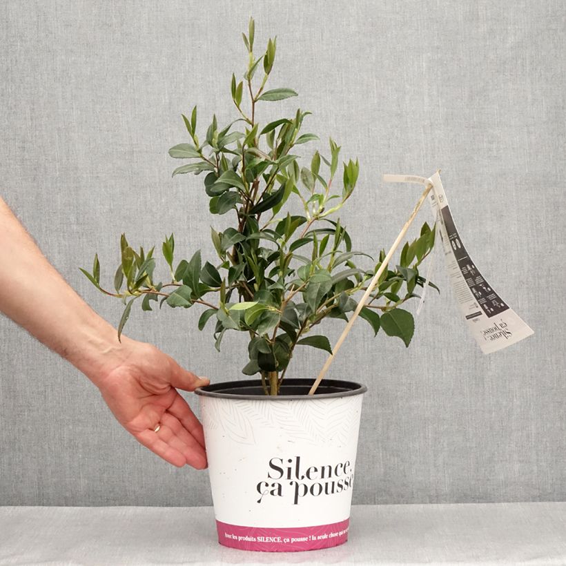 Camellia sasanqua Hinode-Gumo Vaso da 4L/5L esemplare consegnato in primavera