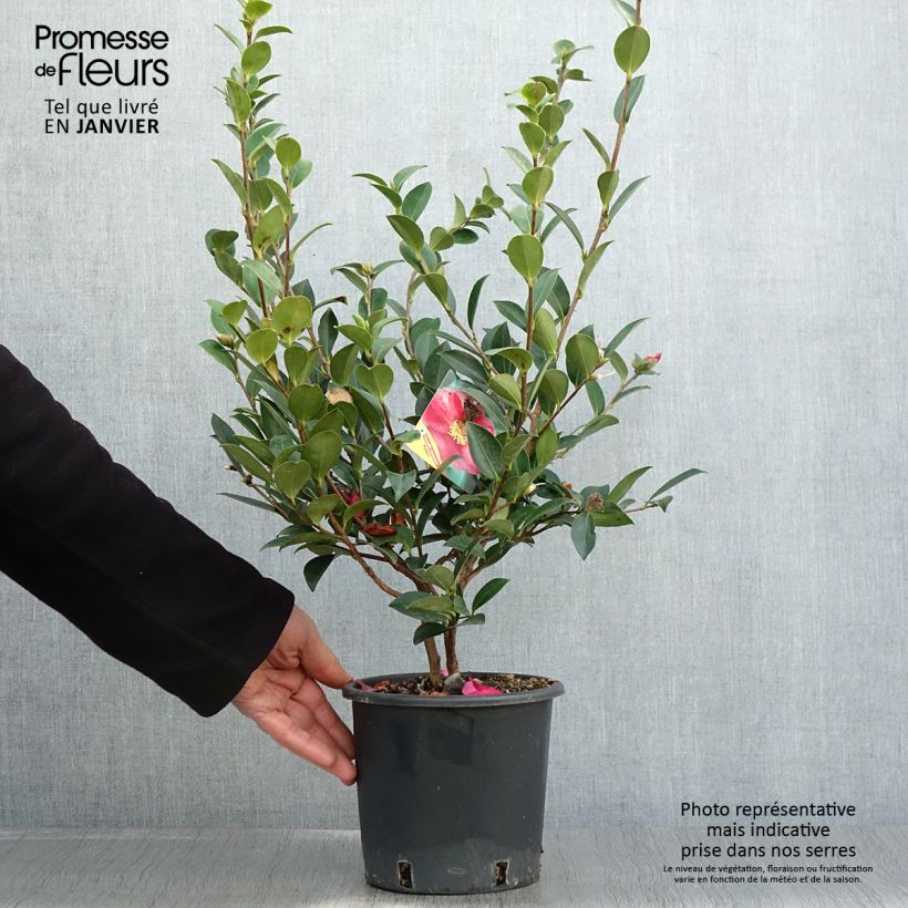 Camellia sasanqua Kanjiro Vaso da 3L/4L esemplare consegnato in inverno