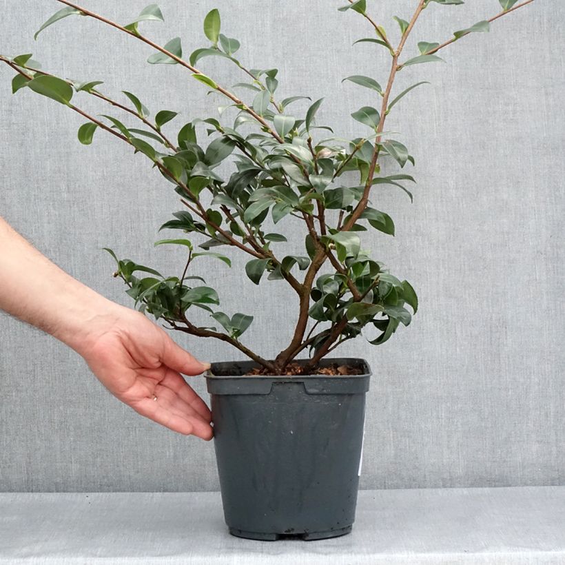 Camellia sasanqua Kanjiro Vaso da 3L/4L esemplare consegnato in primavera