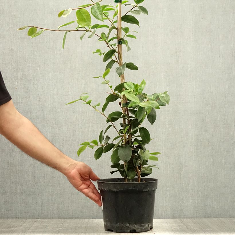 Esemplare di Camellia sasanqua Plantation Pink Vaso da 4L/5L consegnato in estate