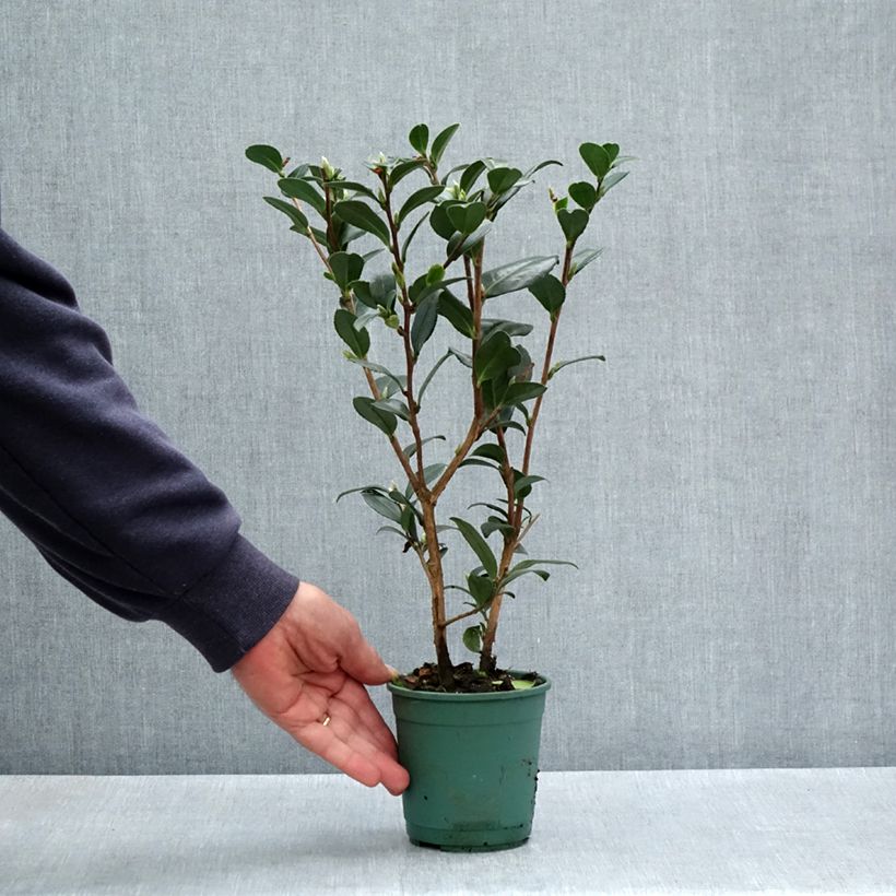 Camellia Yuletide Vaso da Ø 12 cm / 13 cm esemplare consegnato in primavera