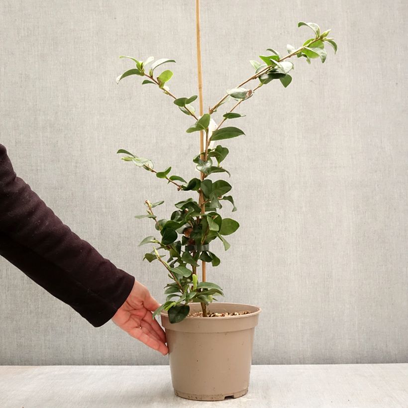 Camellia hiemalis Bonanza Vaso da 3L/4L esemplare consegnato in primavera