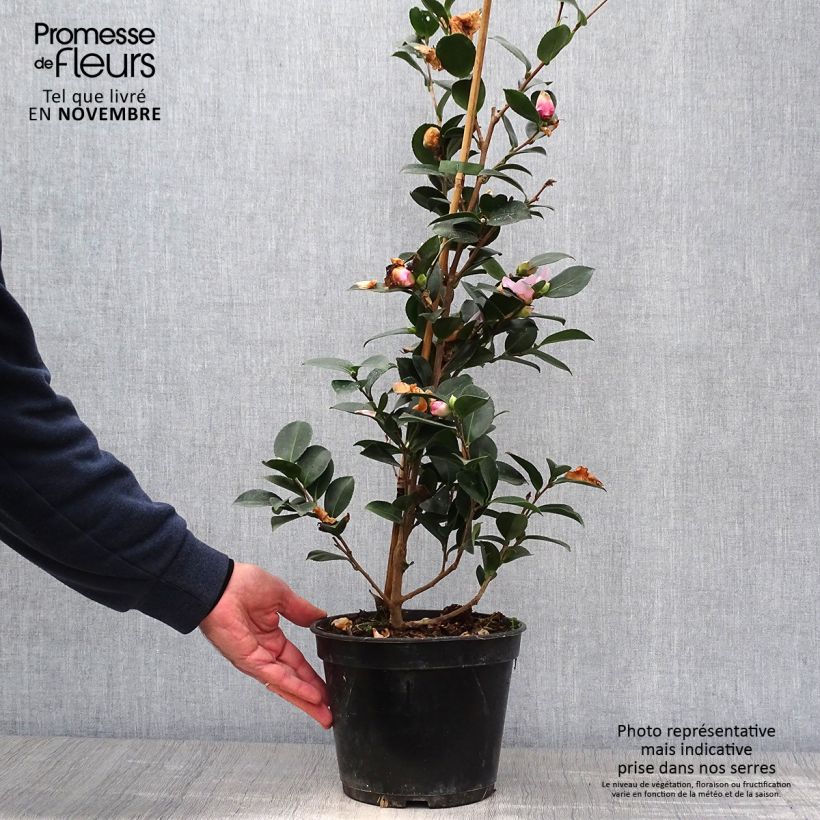 Esemplare di Camellia hiemalis Pink Goddess Vaso da 4L/5L come consegnato in autunno