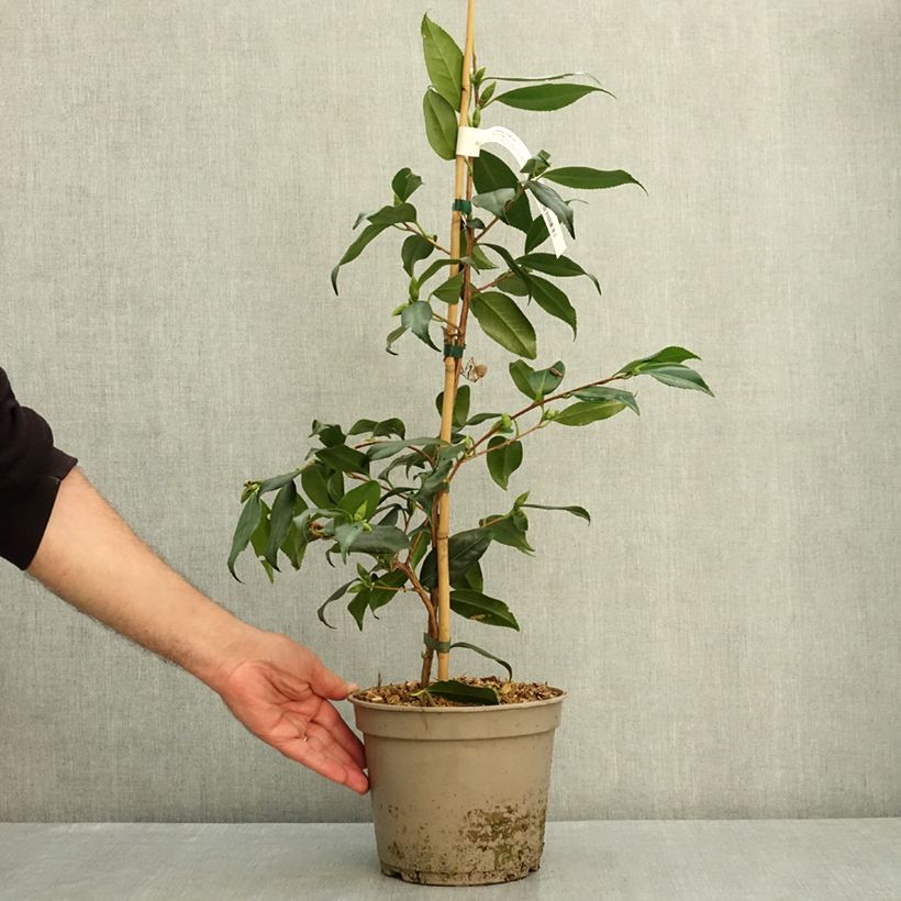 Esemplare di Camellia sasanqua Île Vierge Vaso da 4L/5L consegnato in estate
