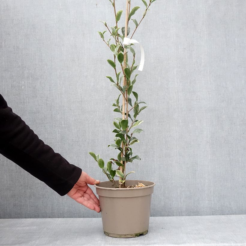 Camellia sasanqua Variegata Vaso da 4L/5L esemplare consegnato in inverno