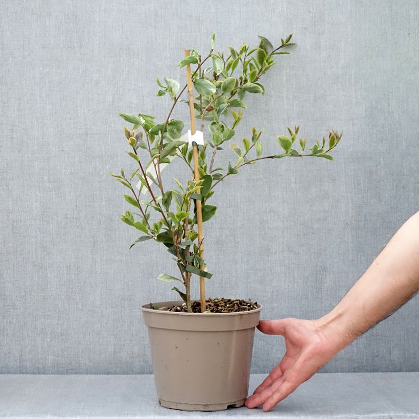 Camellia sasanqua Variegata Vaso da 4L/5L esemplare consegnato in primavera