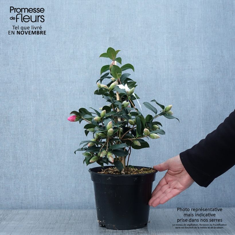 Esemplare di Camellia williamsii Donation Vaso da 4L/5L come consegnato in autunno
