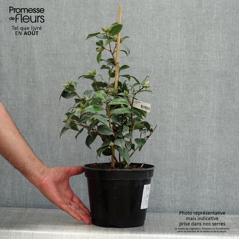 Esemplare di Camellia williamsii Donation Vaso da 2L/3L consegnato in estate