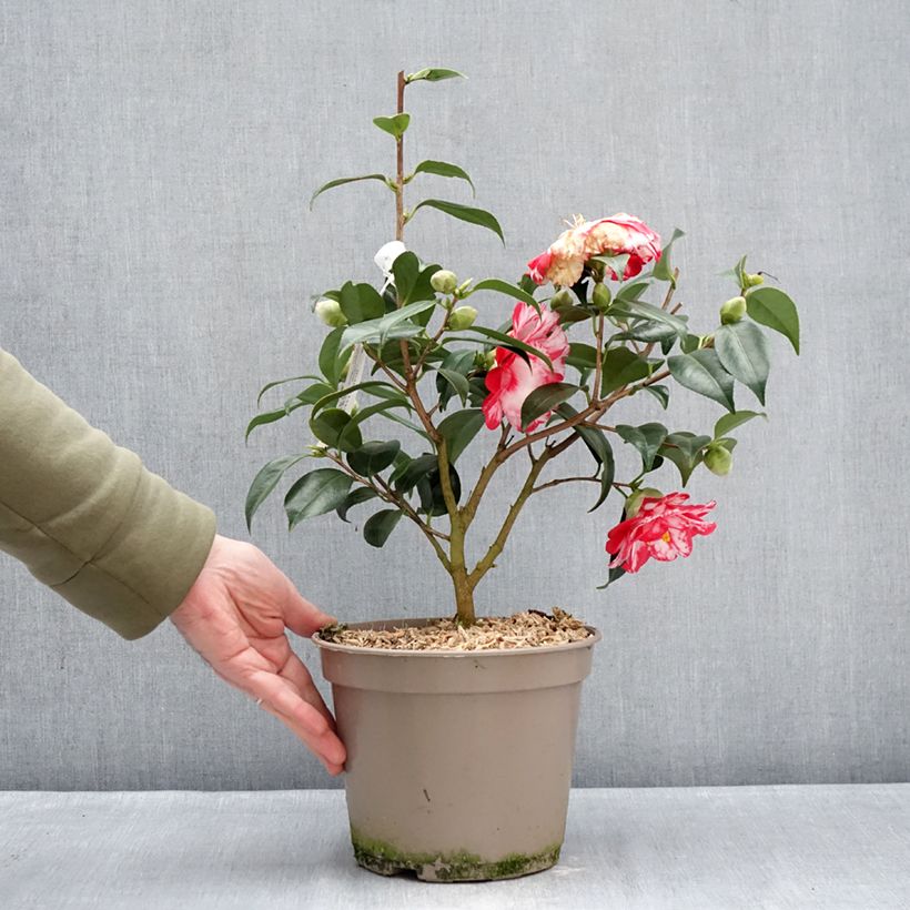 Camellia japonica Donckelarii Vaso da 4L/5L esemplare consegnato in inverno