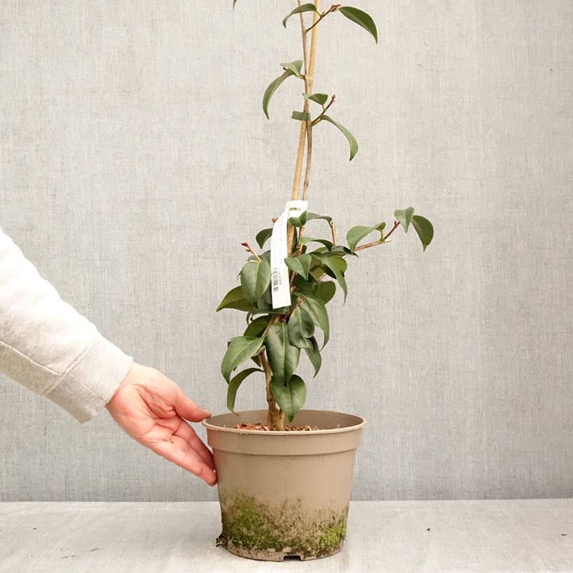 Camellia japonica Donckelarii Vaso da 4L/5L esemplare consegnato in primavera