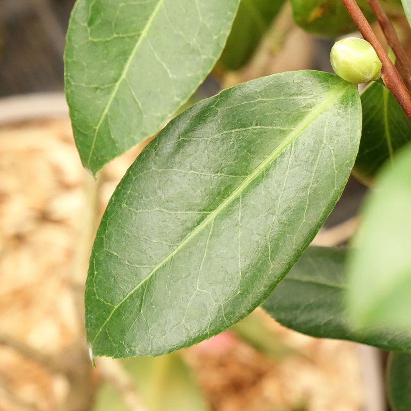 Camellia japonica Donckelarii (Fogliame)