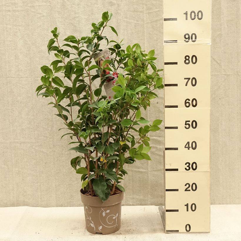 Esemplare di Camellia japonica Three Sisters Mix Vaso da 6L/7L come consegnato in autunno