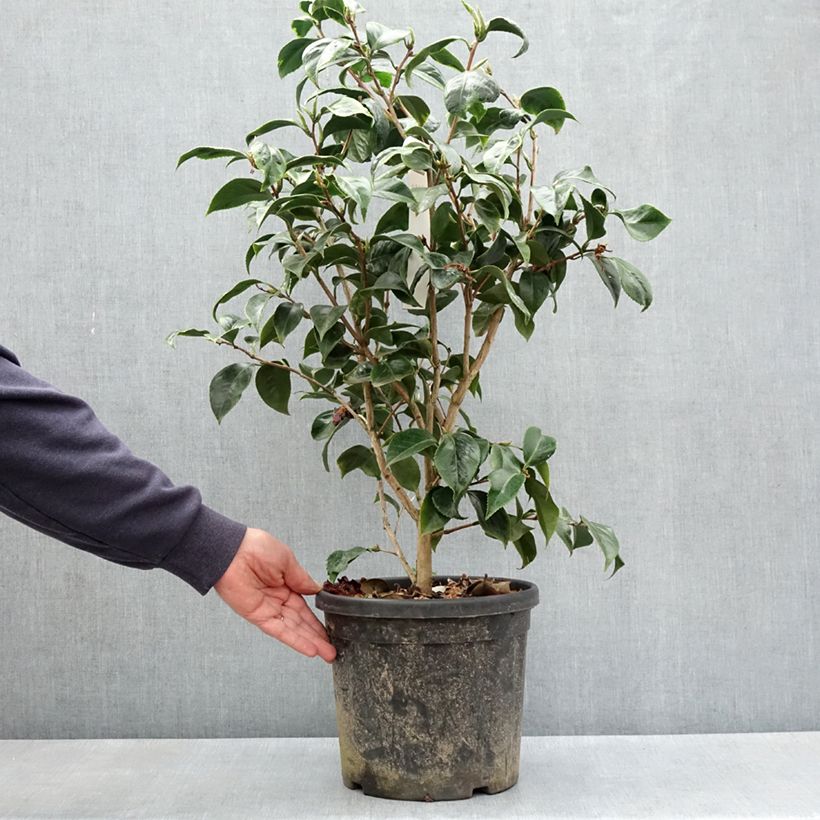 Camellia japonica  Painter's Palette Vaso da 4L/5L esemplare consegnato in primavera