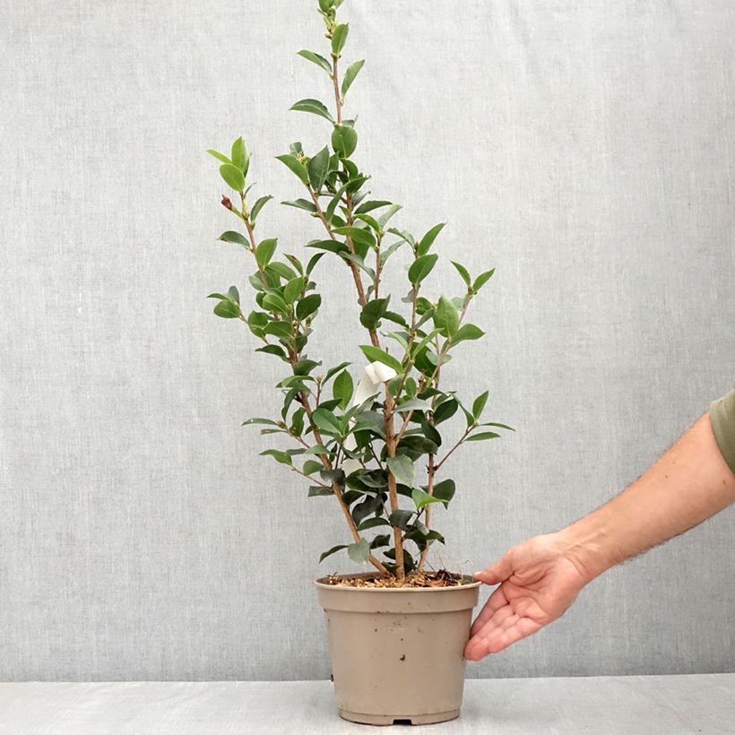 Esemplare di Camellia reticulata Fiesta Grande Vaso da 3L/4L consegnato in estate