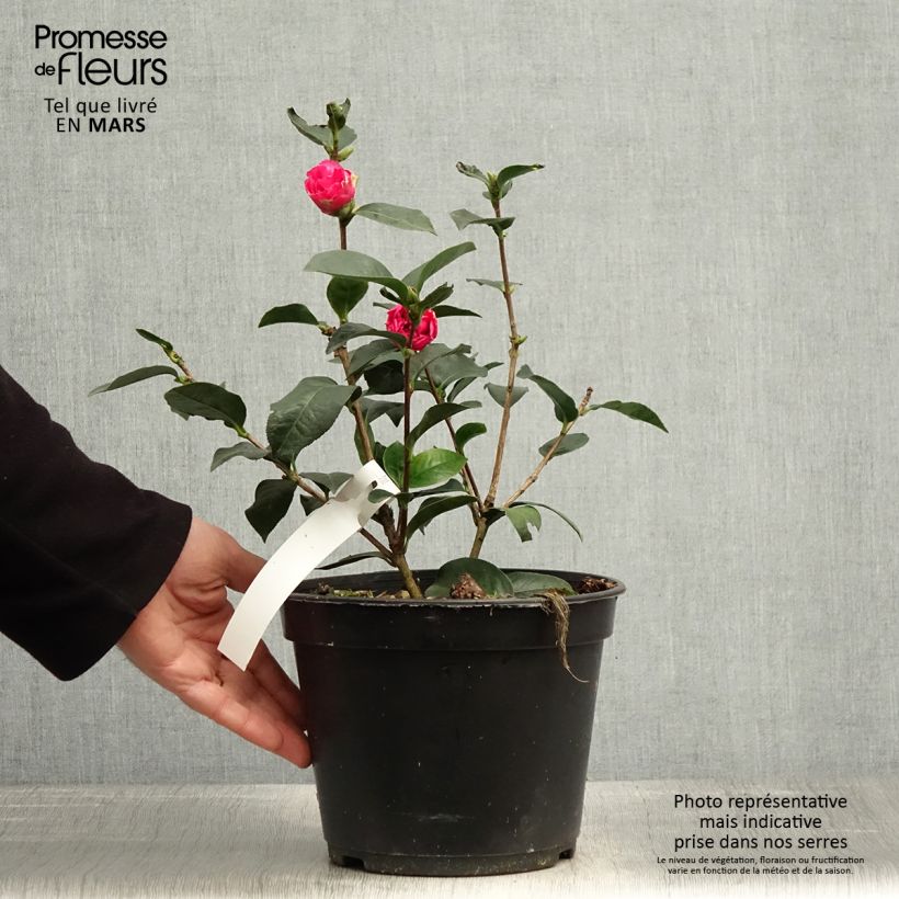 Camellia reticulata Fiesta Grande Vaso da 3L/4L esemplare consegnato in primavera