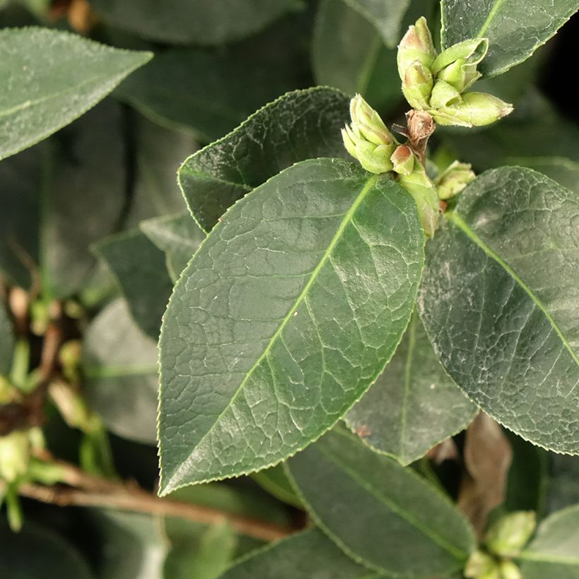 Camellia reticulata Fiesta Grande (Fogliame)