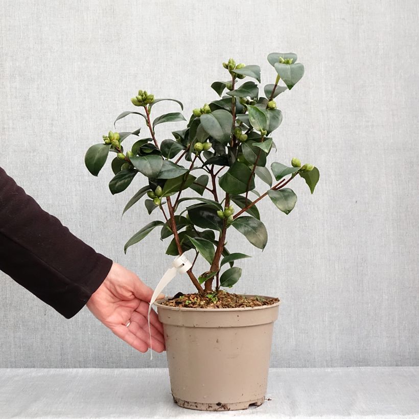 Esemplare di Camellia japonica Il Gioiello Vaso da 4L/5L come consegnato in autunno