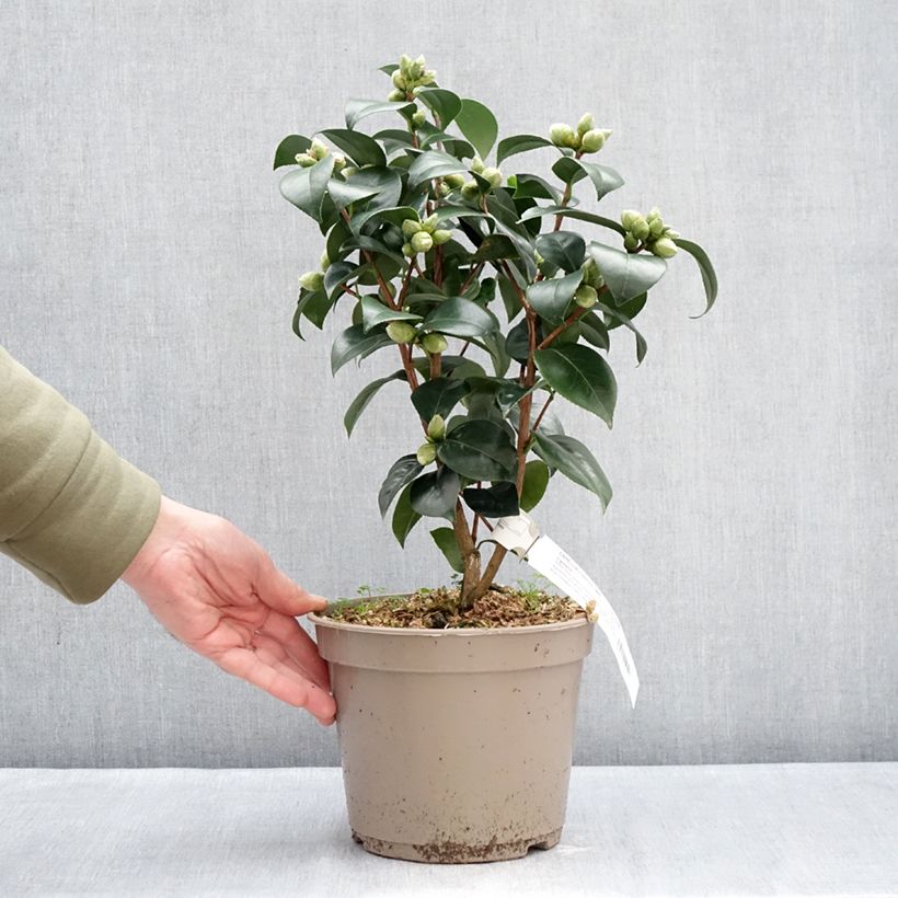 Camellia japonica Il Gioiello Vaso da 4L/5L esemplare consegnato in inverno