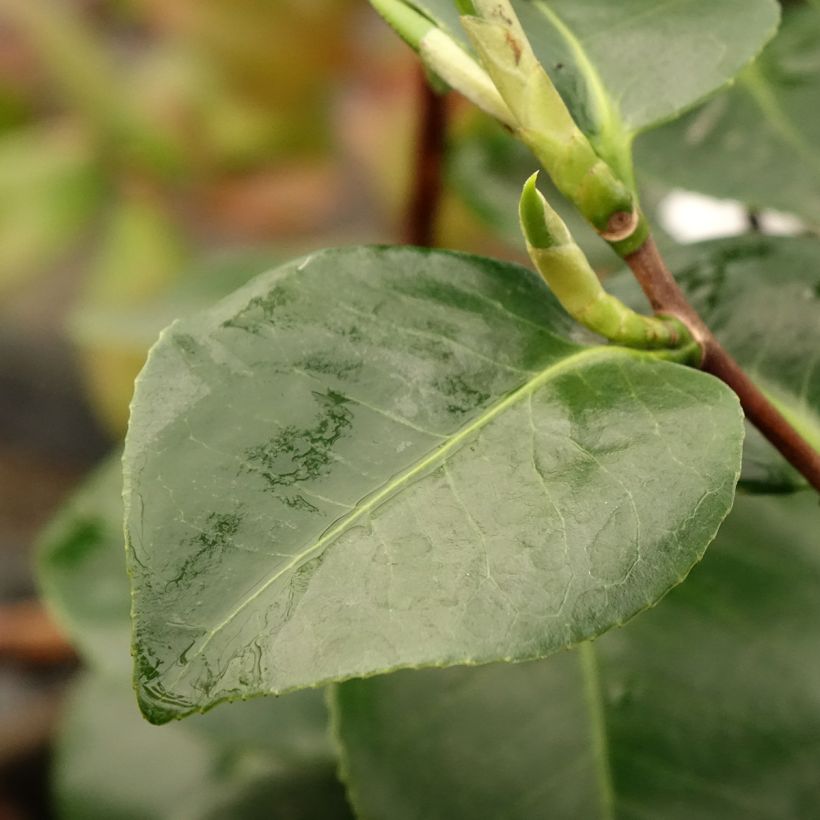 Camellia japonica Janet Waterhouse (Fogliame)