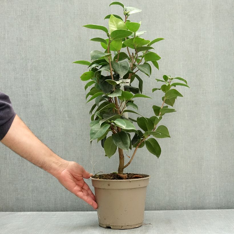 Esemplare di Camellia japonica Janet Waterhouse Vaso da 2L/3L consegnato in estate