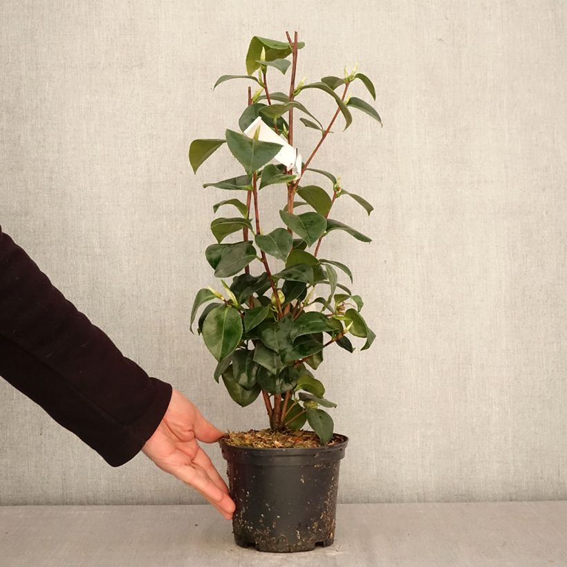 Camellia japonica Janet Waterhouse Vaso da 2L/3L esemplare consegnato in primavera