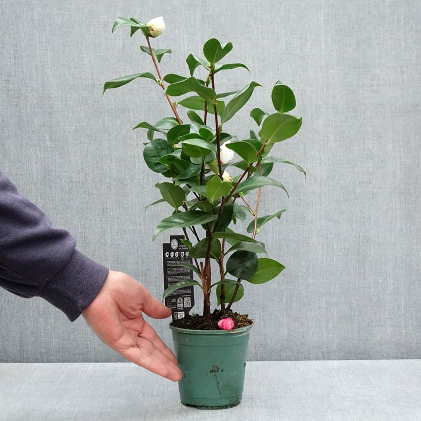 Camellia japonica Margaret Davis Vaso da Ø 12 cm / 13 cm esemplare consegnato in primavera