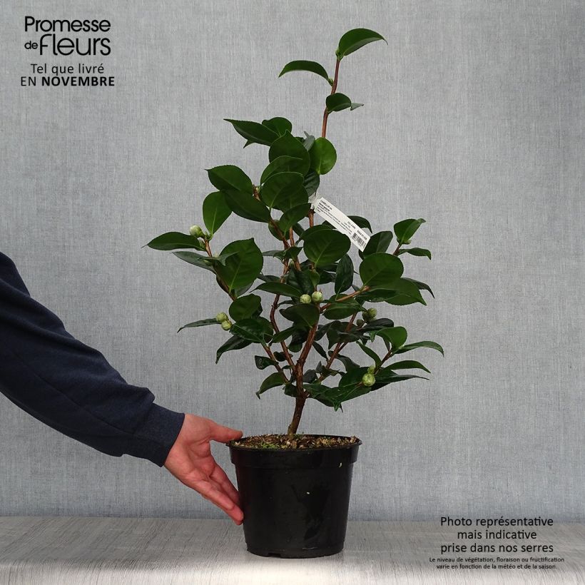 Esemplare di Camellia japonica Marie-Galante Vaso da 4L/5L come consegnato in autunno