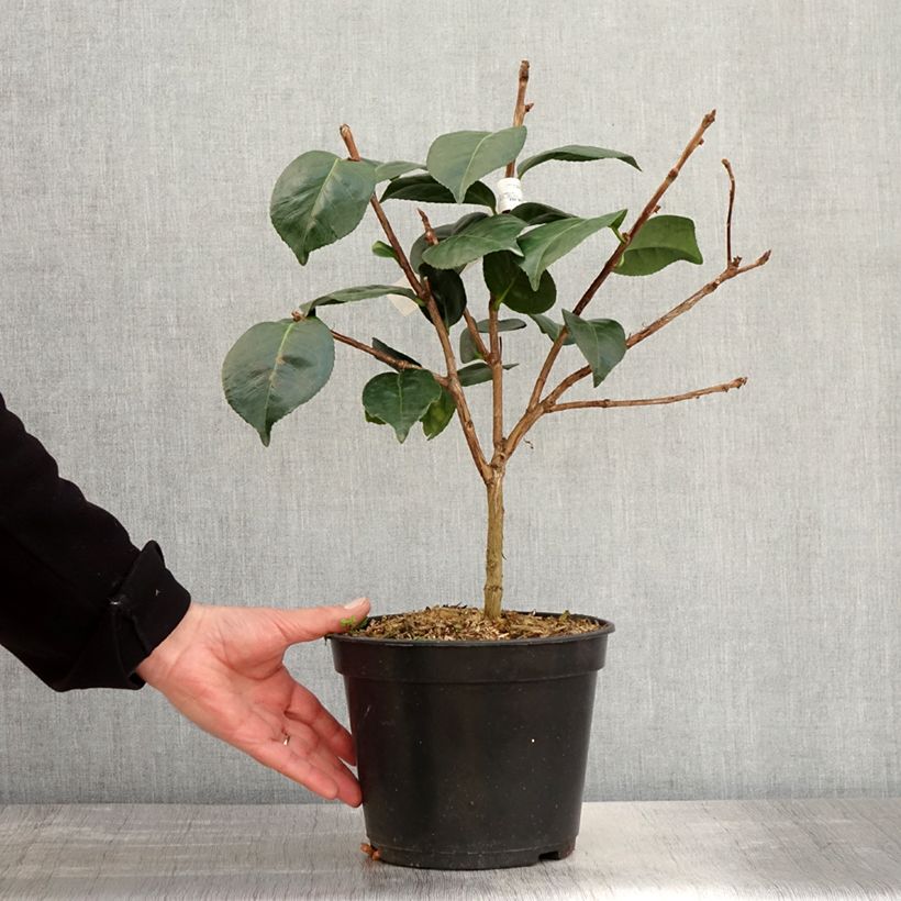 Camellia japonica Marie-Galante Vaso da 4L/5L esemplare consegnato in primavera