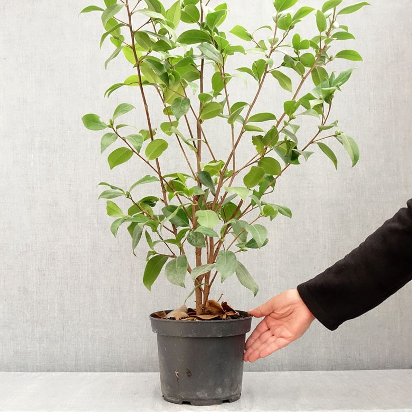 Esemplare di Camellia japonica Mark Alan Vaso da 4L/5L consegnato in estate