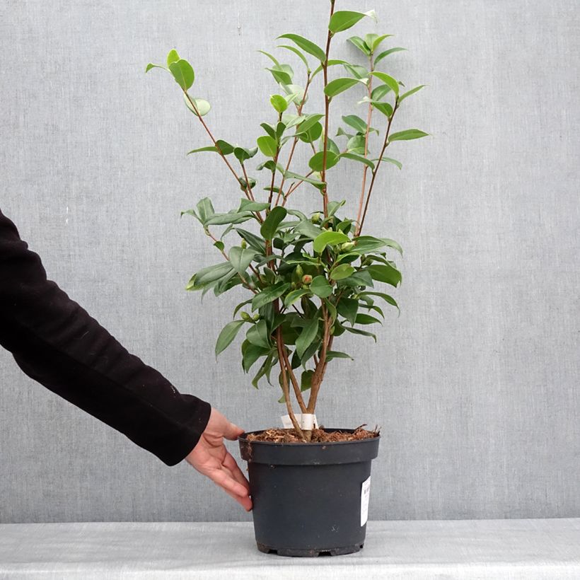 Camellia japonica Mark Alan Vaso da 4L/5L esemplare consegnato in inverno
