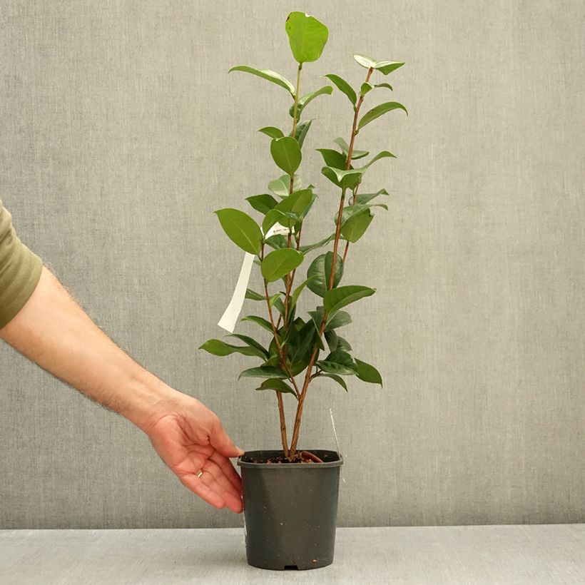 Esemplare di Camellia japonica Nuccio's Cameo Vaso da Ø 12 cm / 13 cm come consegnato in autunno