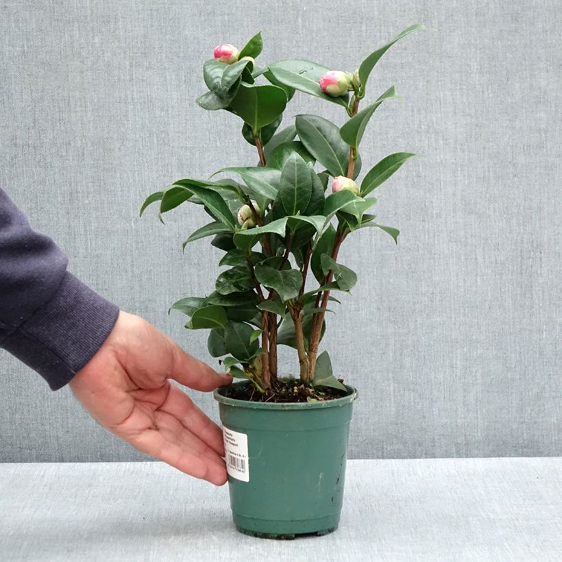 Camellia japonica Nuccio's Cameo Vaso da Ø 12 cm / 13 cm esemplare consegnato in primavera