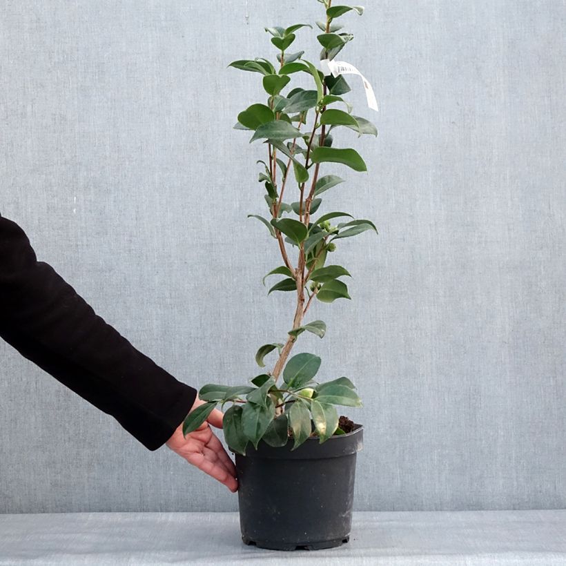 Camellia japonica Nuccio's Cameo Vaso da 4L/5L esemplare consegnato in inverno