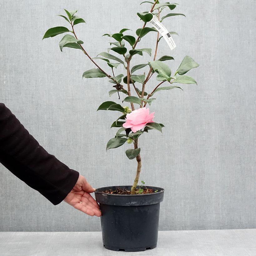 Camellia japonica Nuccio's Cameo Vaso da 4L/5L esemplare consegnato in primavera