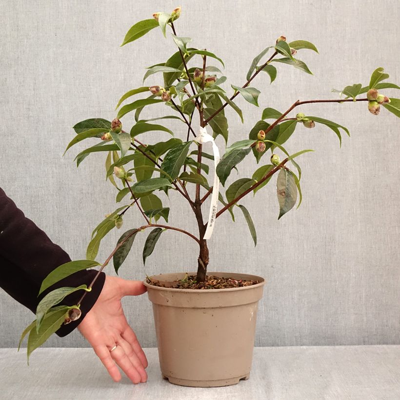 Esemplare di Camellia reticulata China Lady Vaso da 4L/5L come consegnato in autunno